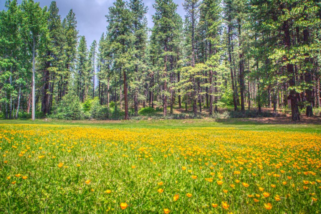 Landscape Shoot from a low angle